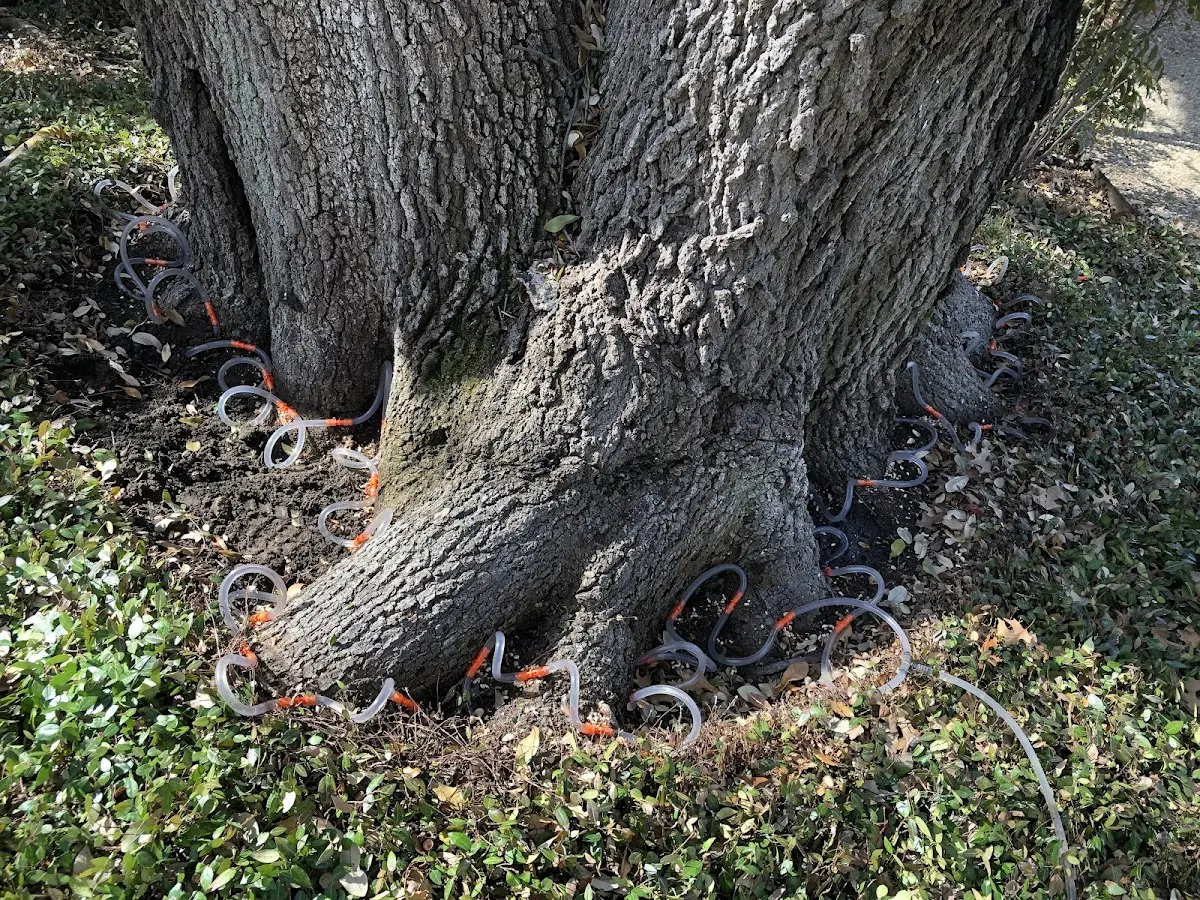 Detailed Tree Cabling and Bracing job site in Long Lake
