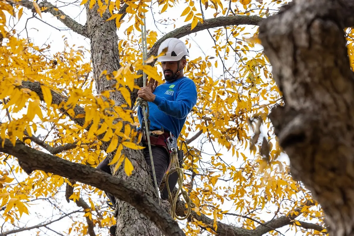 Skilled Tree Trimming crew working in Long Lake