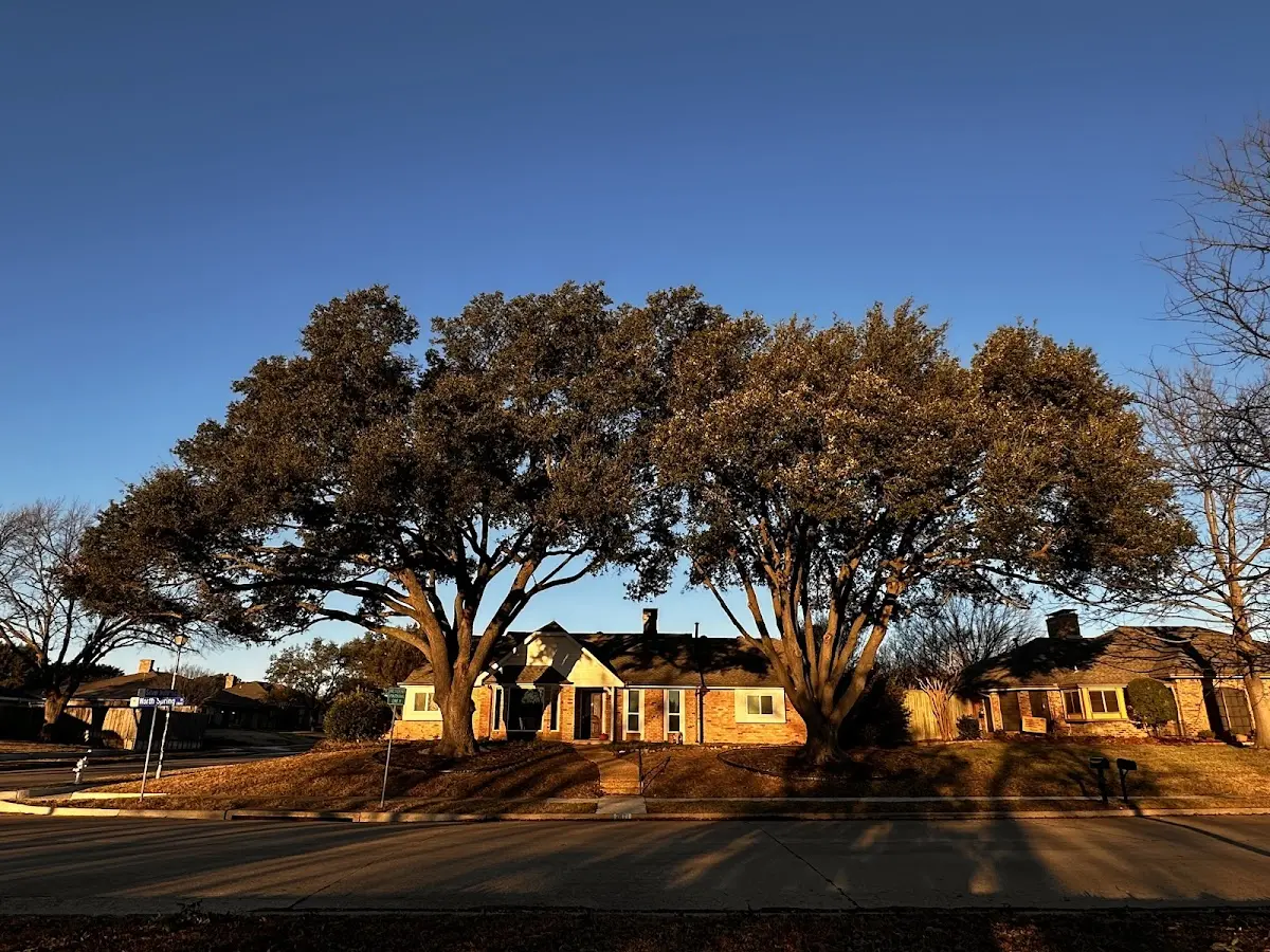 Established residential canopy tree shading a home in Long Lake